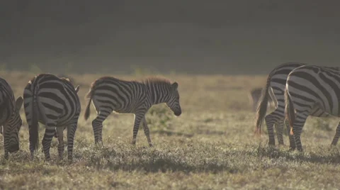 Baby zebra walking Stock Footage 33543475