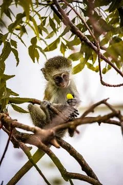 Babyaffe im Baum suche nach Früchten. Niedliches kleines Tier, Affen, Momb.. Stock Photos