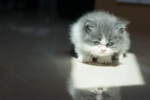 BabyCat Looking 写真素材