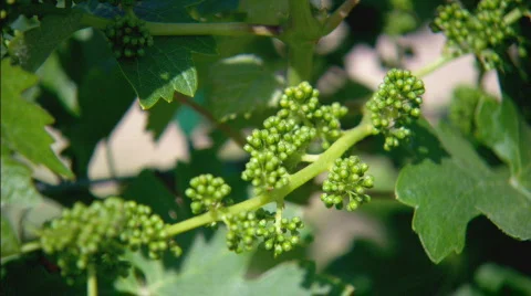 BabyGrapevines Stock Footage 492665