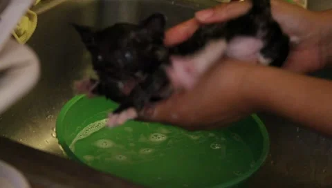 Babykittenbath2 Stock Footage 4886039