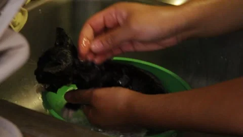 Babykittenbath3 Stock Footage 4886030