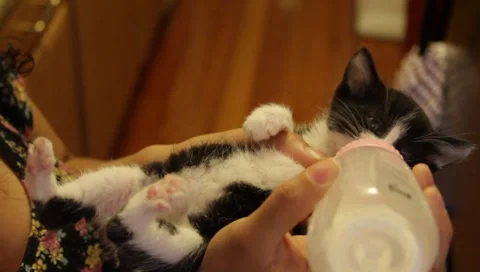 Babykittenfeeding1 Stock Footage 4885811