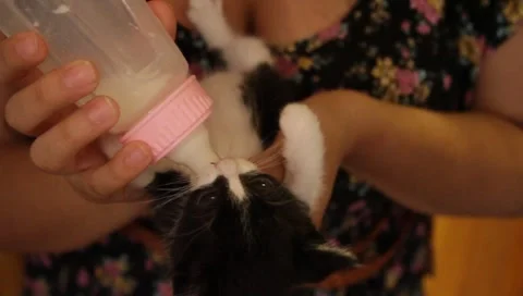 Babykittenfeeding2 Stock Footage 4885800