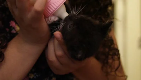 Babykittenfeeding3 Stock Footage 4885767
