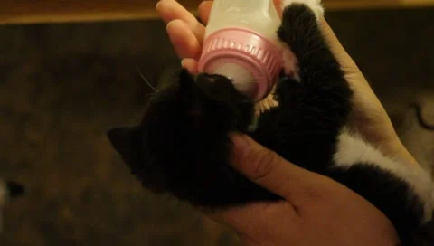 Babykittenfeeding4 Stock Footage 4885736