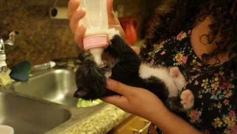 Babykittenfeeding5 Video stock 4885725