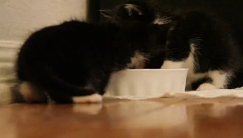 Babykittenfeeding6 Stock Footage 4885708