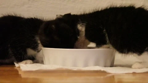 Babykittenfeeding7 Stock Footage 4885692
