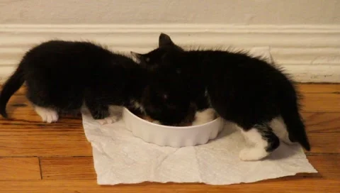 Babykittenfeeding8 Stock Footage 4885673
