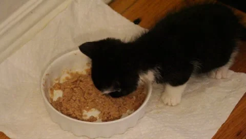 Babykittenfeeding9 Stock Footage 4885656