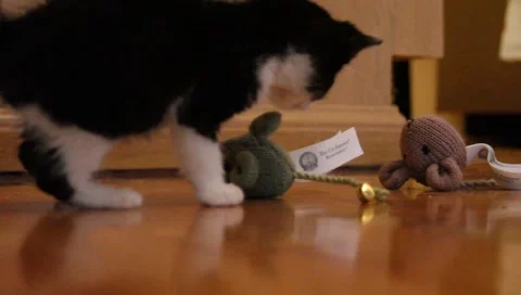 Babykittens1 Video stock 4885643