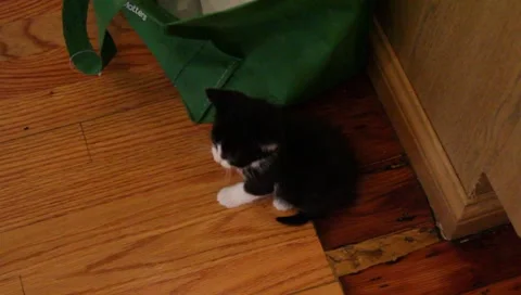 Babykittens10 Video stock 4885624