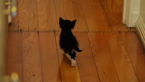 Babykittens11 Stock Footage 4886015