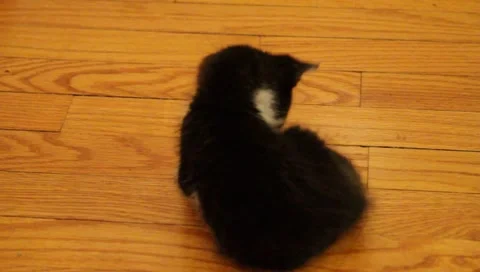 Babykittens12 Video stock 4886002