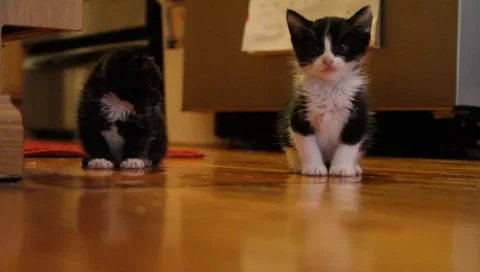 Babykittens2 Video stock 4885612