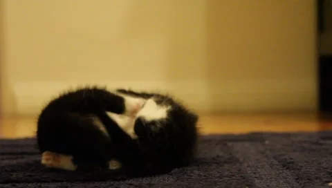 Babykittens3 Stock Footage 4885594