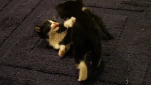 Babykittens4 Video stock 4885578