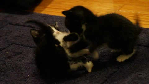 Babykittens5 Stock Footage 4885559