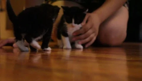 Babykittens7 Stock Footage 4885516
