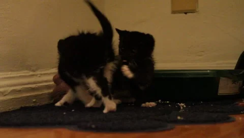 Babykittens9 Stock Footage 4885461
