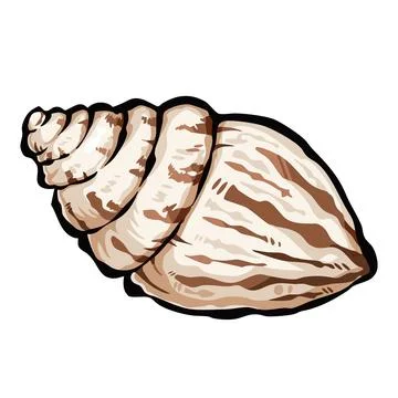 Babylon sea shell vector art illustration. イラスト素材