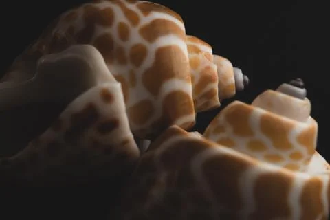 Babylon Snail shell Macro close up Stock Photos