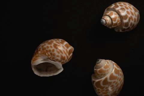 Babylon Snail shell Macro close up Stock Photos