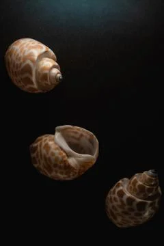 Babylon Snail shell Macro close up Stock Photos