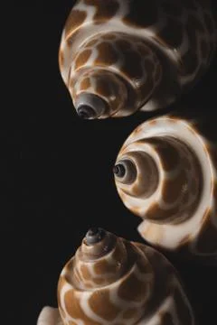 Babylon Snail shell Macro close up Stock Photos