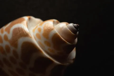 Babylon Snail shell Macro close up Stock Photos