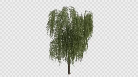 Babylon Weeping Willow Tree blowing in the wind. Alpha Channel. Loop Animation Stock Footage 280380022
