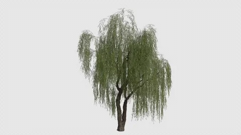 Babylon Weeping Willow Tree blowing in the wind. Alpha Channel. Loop Animation Stock Footage 280380044