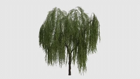 Babylon Weeping Willow Tree Swaying in Wind Loop Animation with Alpha Channel. Stock Footage 346283123