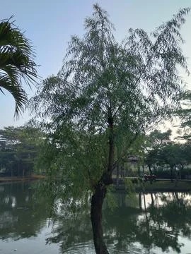 Babylon willow or Weeping willow (Salix babylonica) Stock Photos