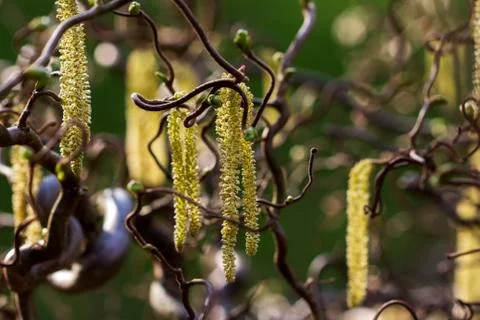 Babylon willow tree Stock Photos