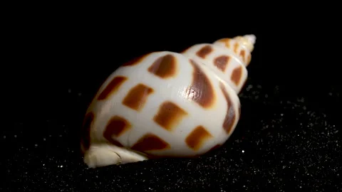 Babylonia Areolata shell on a black sand background HD Stock Footage 270392483