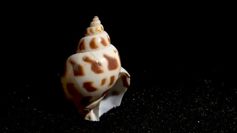 Babylonia Areolata shell on a black sand background 4K Stock Footage 270918606