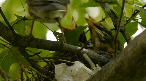 BabyRobins1 Video stock 6530813