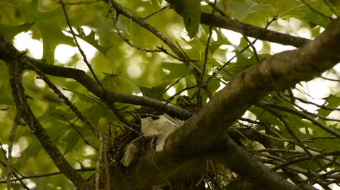 BabyRobins2 스톡 동영상 6530797