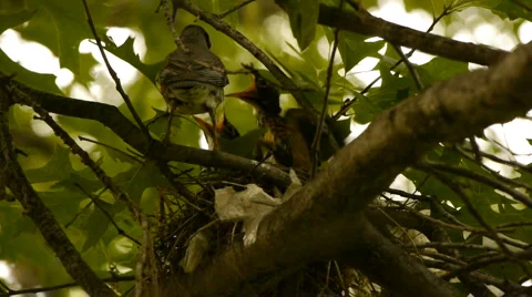 BabyRobins3 Video stock 6530787