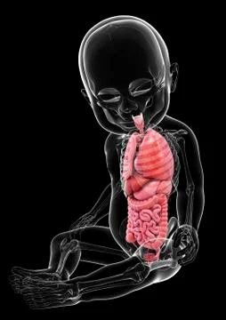 Baby's anatomy, artwork Stock Illustration