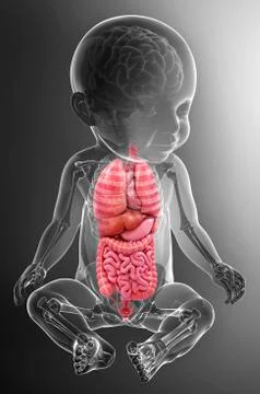 Baby's anatomy, artwork Stock Illustration