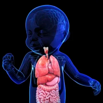 Baby's anatomy, artwork Stock Illustration