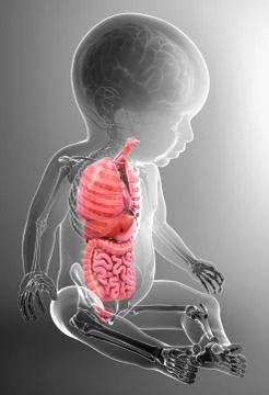 Baby's anatomy, artwork Stock Illustration