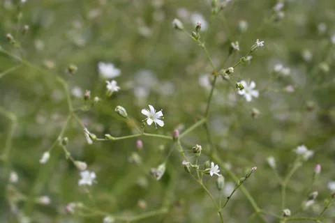 Babys breath Stock Photos