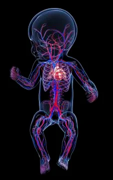 Baby's cardiovascular system, artwork Stock Illustration