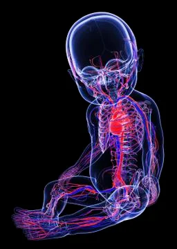Baby's cardiovascular system, artwork Stock Illustration
