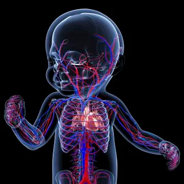 Baby's cardiovascular system, artwork Stock Illustration