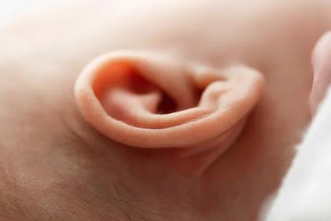 Baby's ear close up macro 写真素材